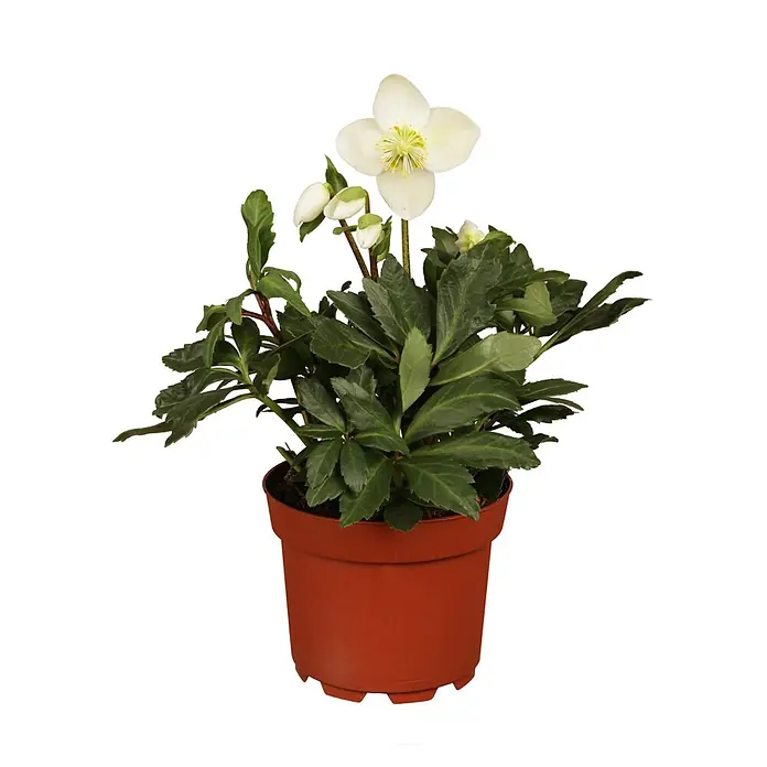Piardino Christrose (Helleborus niger ´Christmas Carol´®, Topfgröße: 9 cm, Weiß)