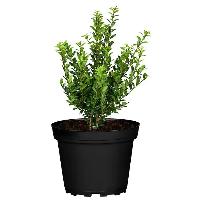 Piardino Bergilex Robustico (Ilex crenata 'Robustico')