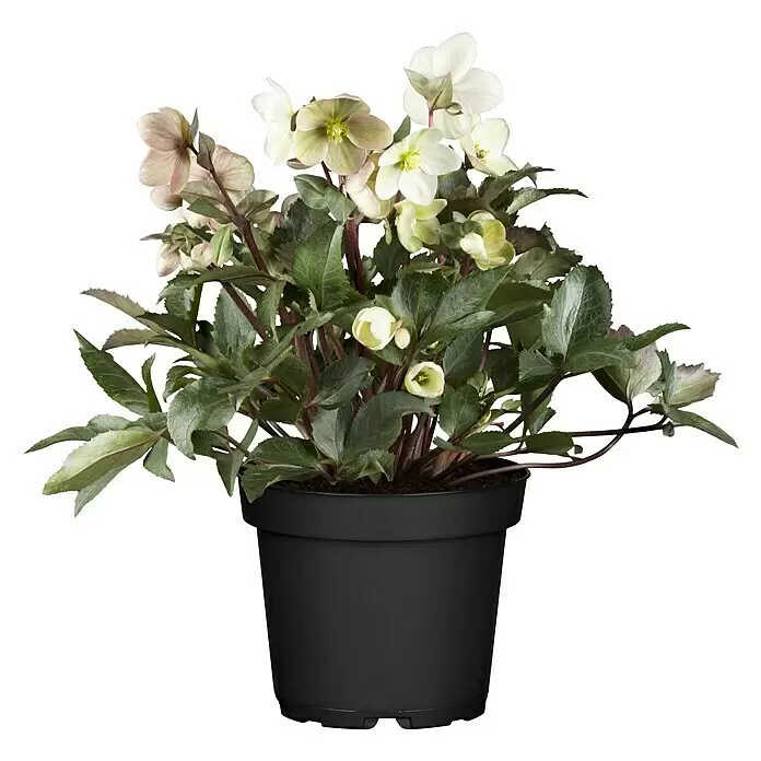 Piardino Christrose (Helleborus x ericsmithii VIV® 'Valeria', Topfgröße: 14 cm, Cremeweiß)