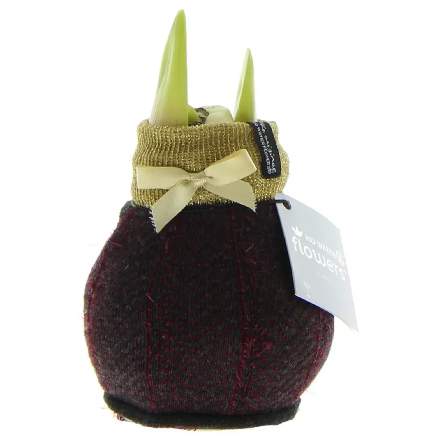 Exotenherz Amaryllis-Zwiebel in Wintersocken Fashion Elegant Rot-Gold