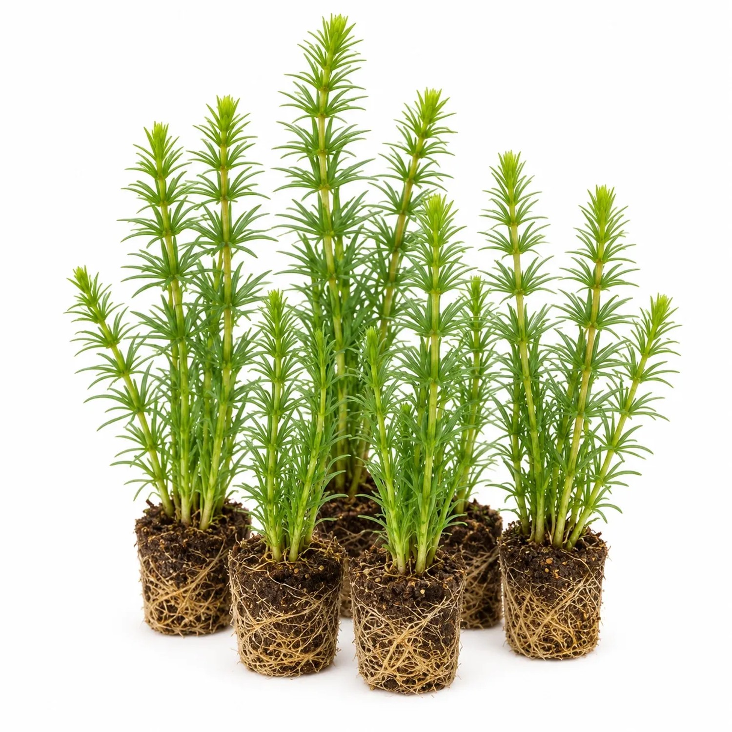 Vdvelde Tannenwedel Hippuris Vulgaris 12 Pflanzen