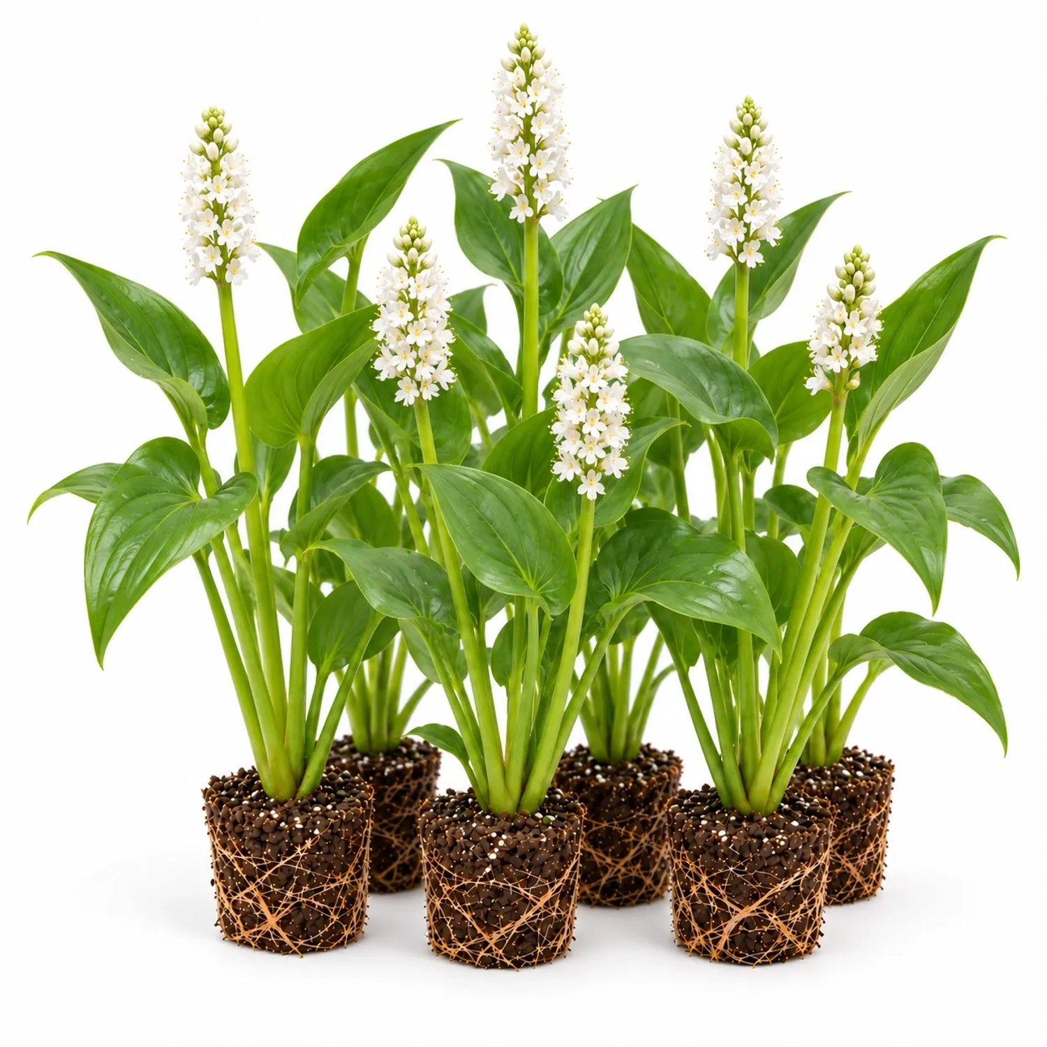 Vdvelde Weißes Hechtkraut Pontederia Cordata 12 Pflanzen