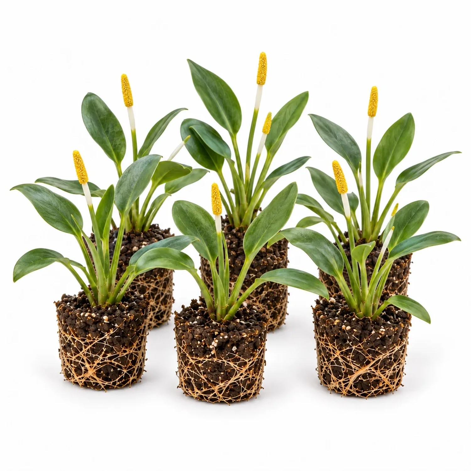 Vdvelde Goldkeule Orontium Aquaticum 12 Pflanzen