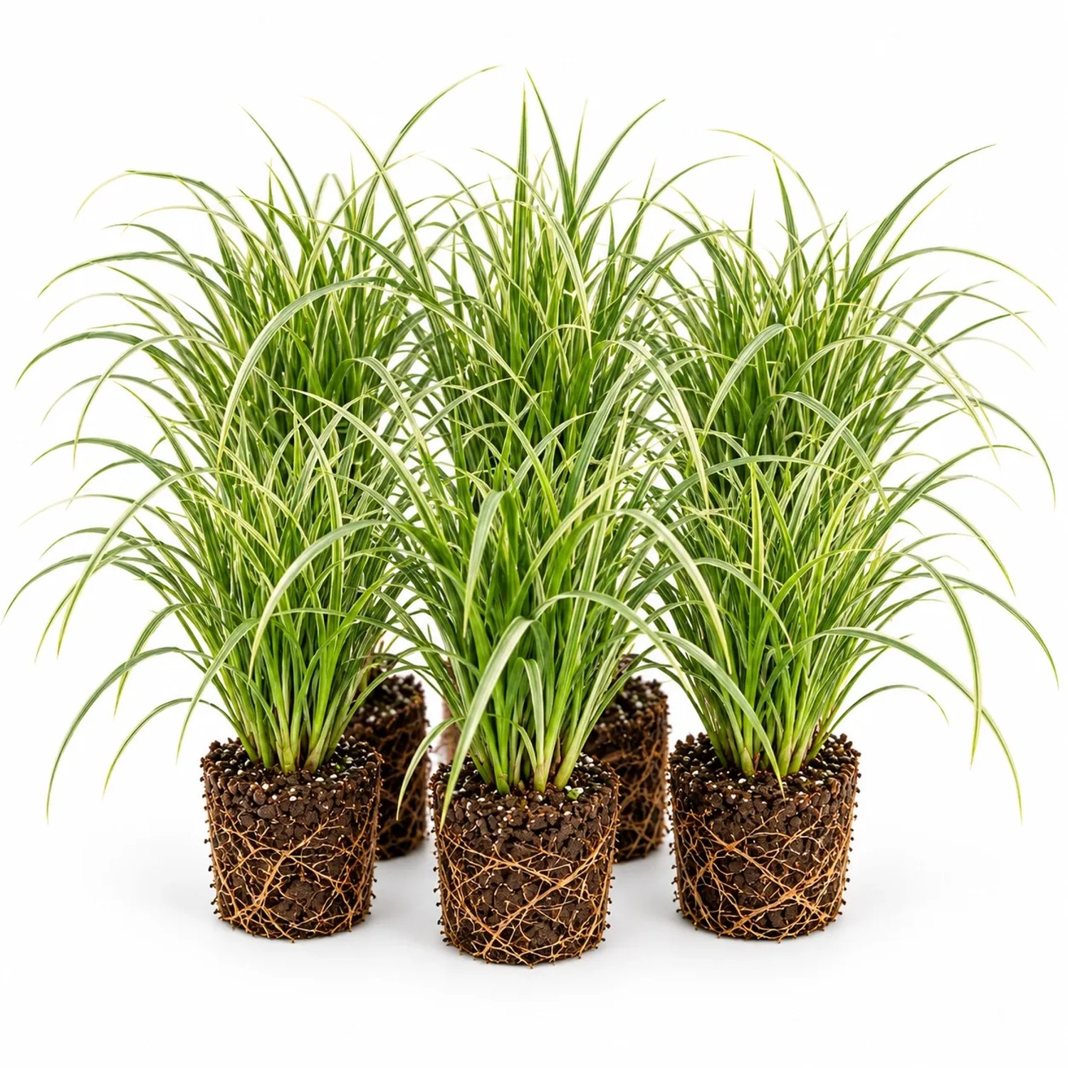 Vdvelde Segge Carex 12 Pflanzen