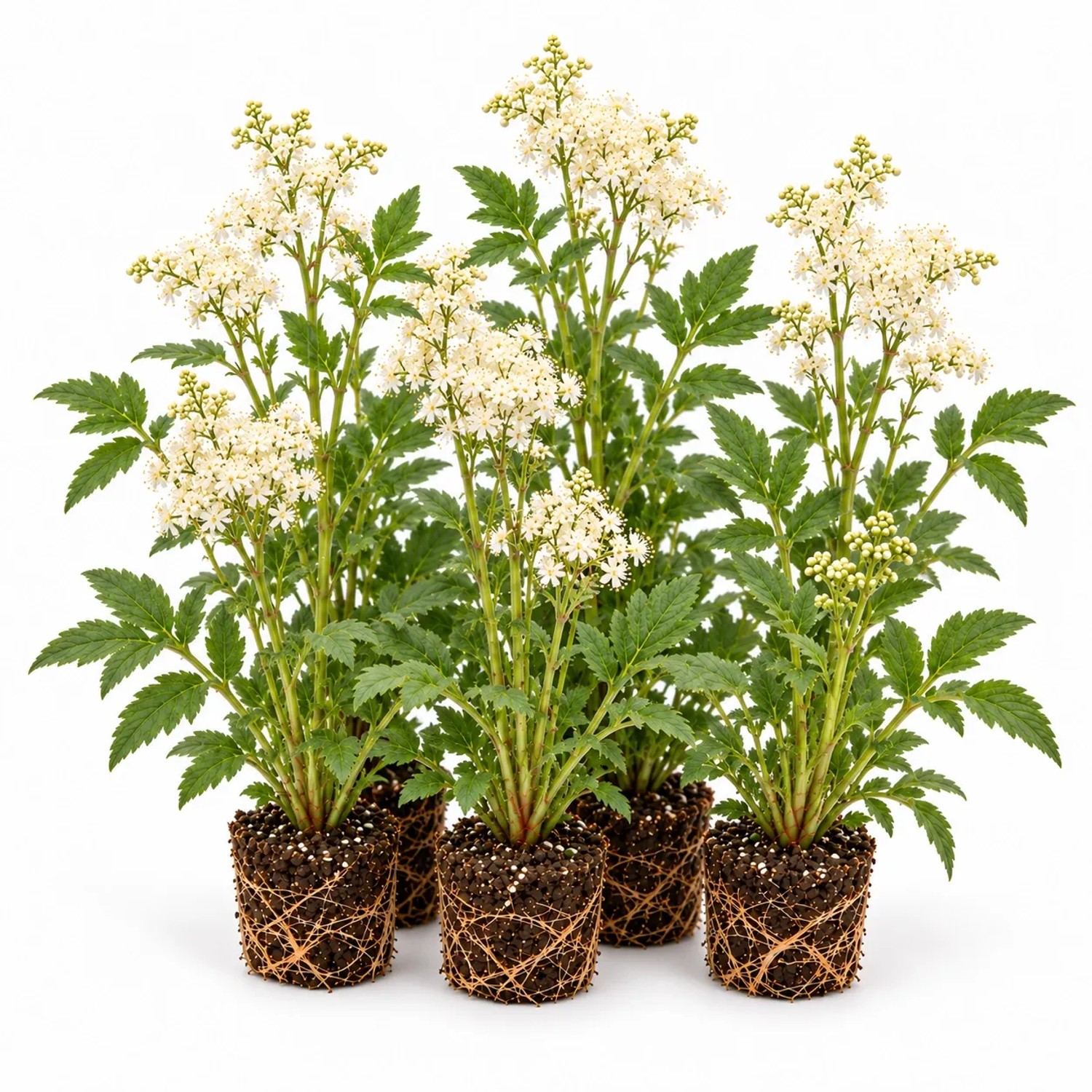 Vdvelde Mädesüß Filipendula Ulmaria 12 Pflanzen