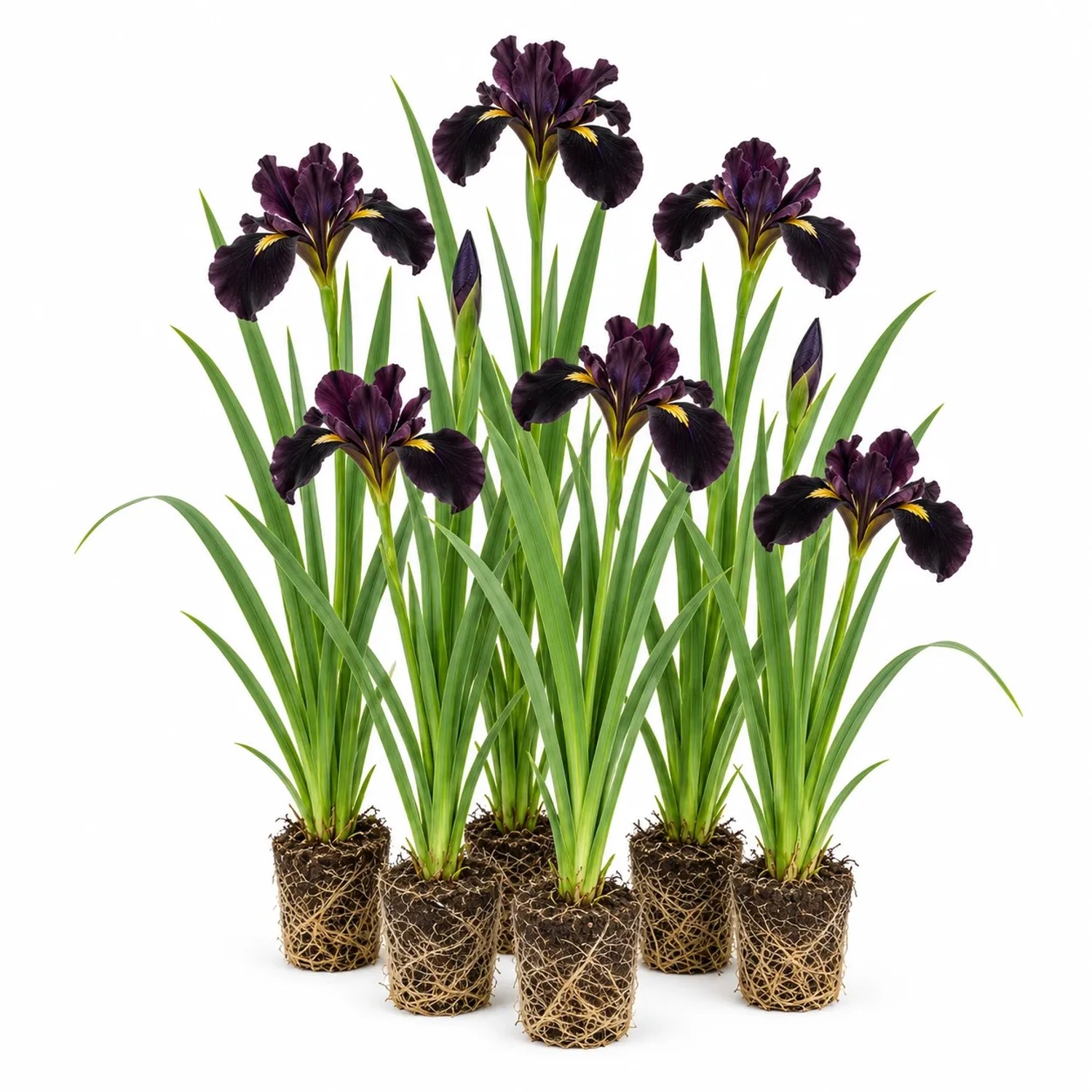 Vdvelde Schwarze Schwertlilie Iris Louisiana 12 Pflanzen