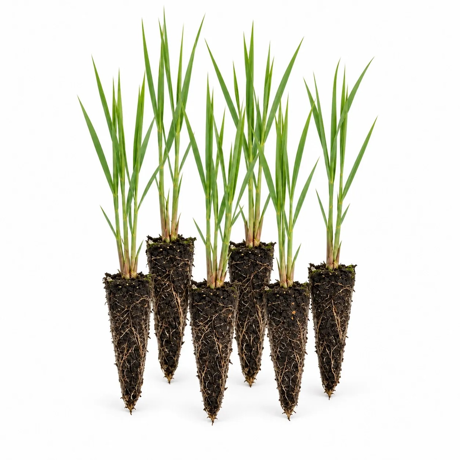 Vdvelde Schilfrohr Phragmites Australis 12 Pflanzen