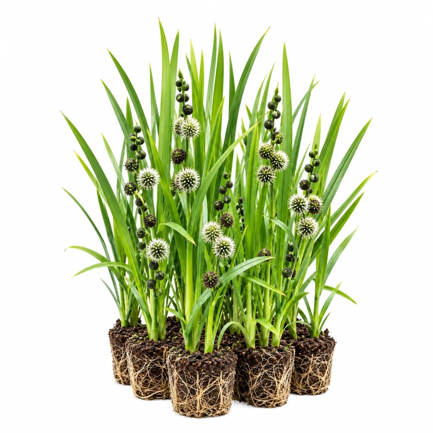 Vdvelde Ästiger Igelkolben Sparganium Erectum 12 Pflanzen