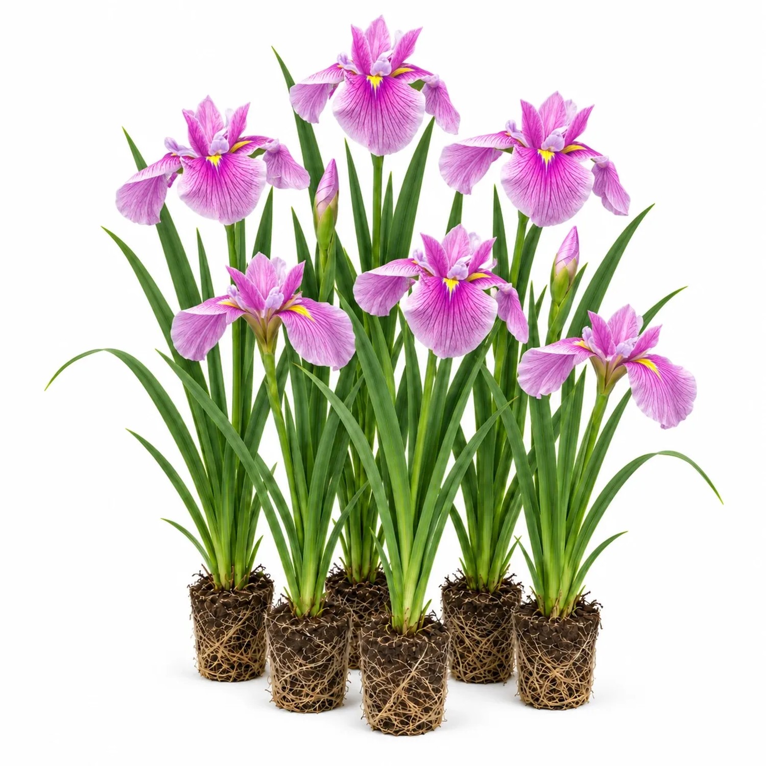Vdvelde Rosa Schwertlilie Iris Laevigata 12 Pflanzen