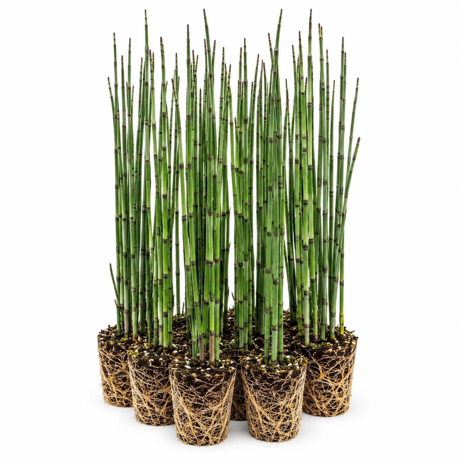 Vdvelde Teichschachtelhalm Equisetum Fluviatile 12 Pflanzen