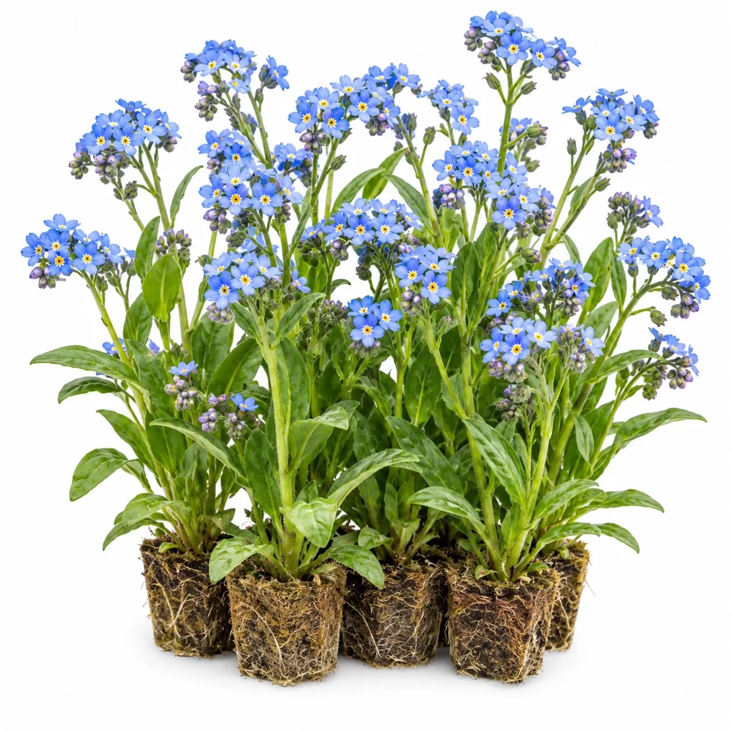 Vdvelde Sumpf Vergissmeinnicht Myosotis Palustris 12 Pflanzen