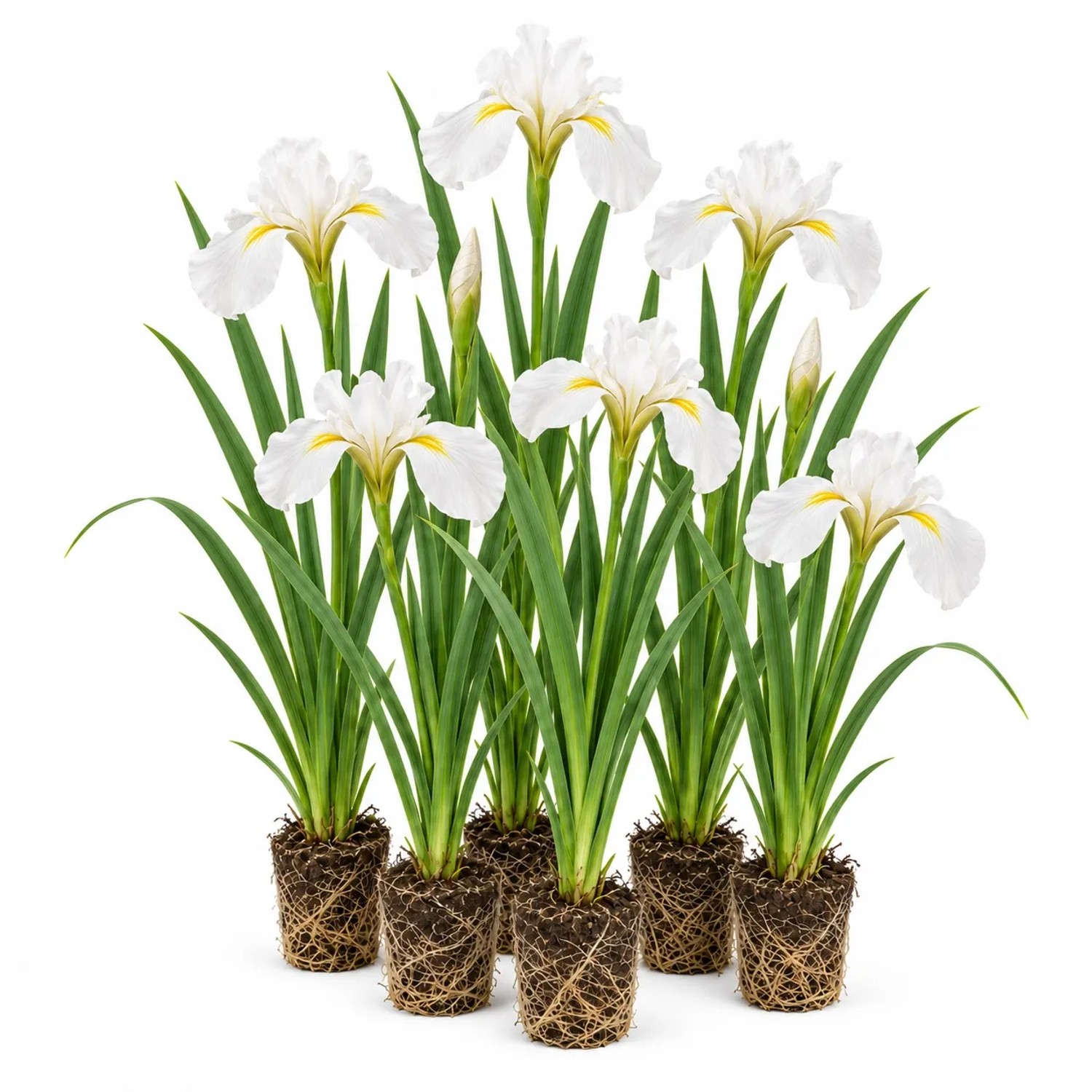 Vdvelde Weiße Schwertlilie Iris Kaempferi 12 Pflanzen