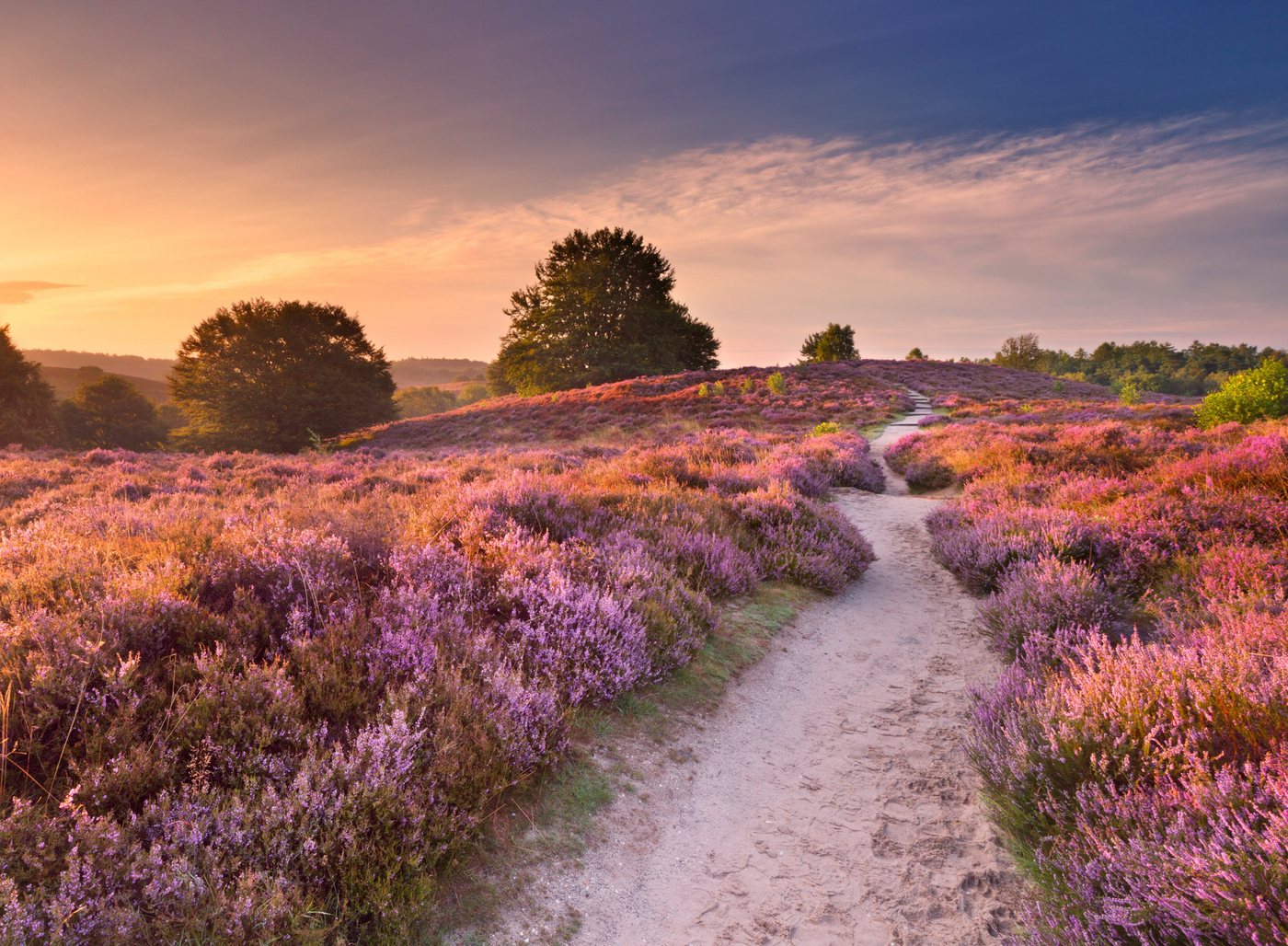 Papermoon Fototapete Blooming Heather at Sunrise, glatt