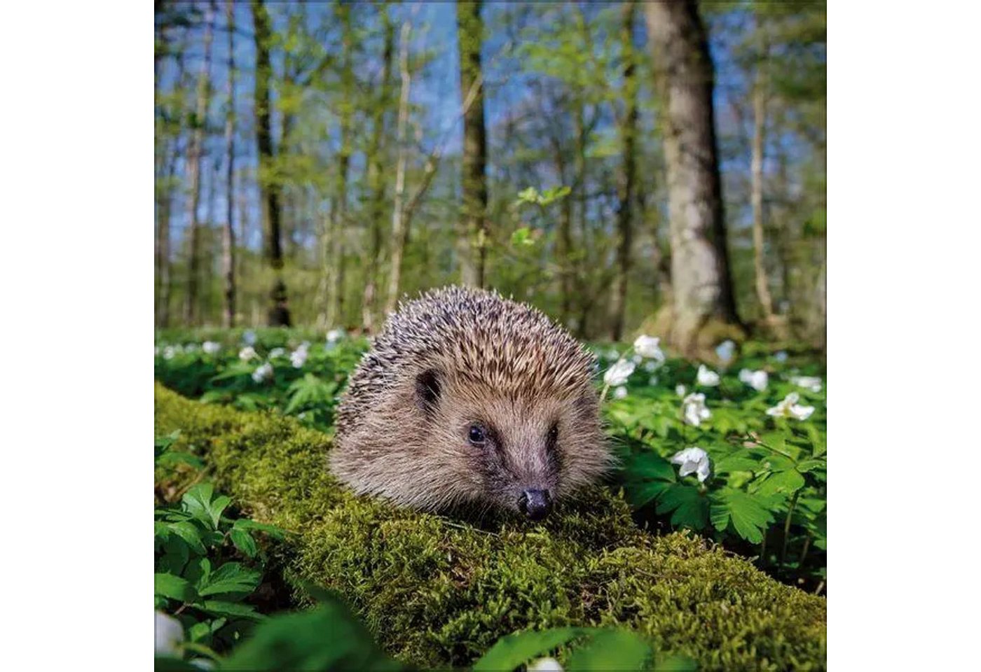 Korsch Verlag Tierkalender Igel 2027 Bild 2