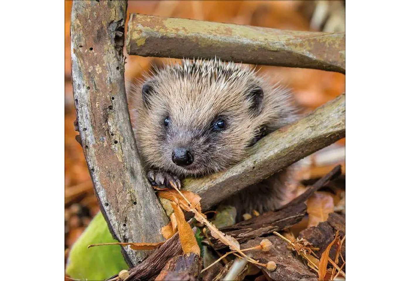 Korsch Verlag Tierkalender Igel 2027 Bild 4