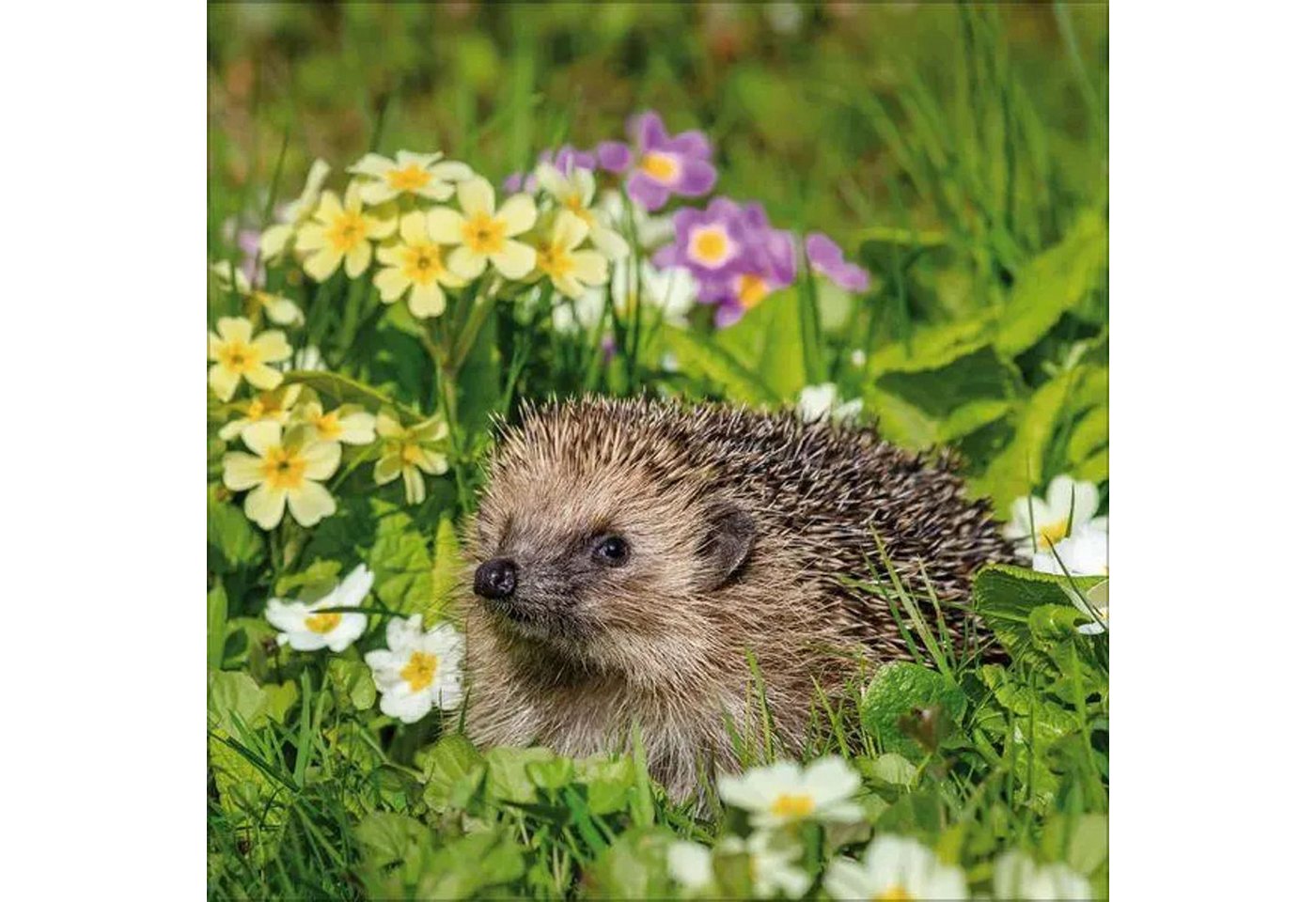 Korsch Verlag Tierkalender Igel 2027 Bild 5