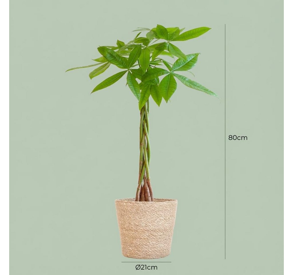 Florora Zimmerpflanze Pachira Aquatica – Glueckskastanie – 80 cm