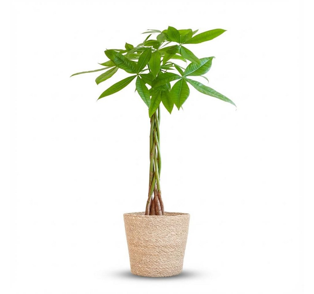 Florora Zimmerpflanze Pachira Aquatica – Glueckskastanie – 80 cm Bild 3