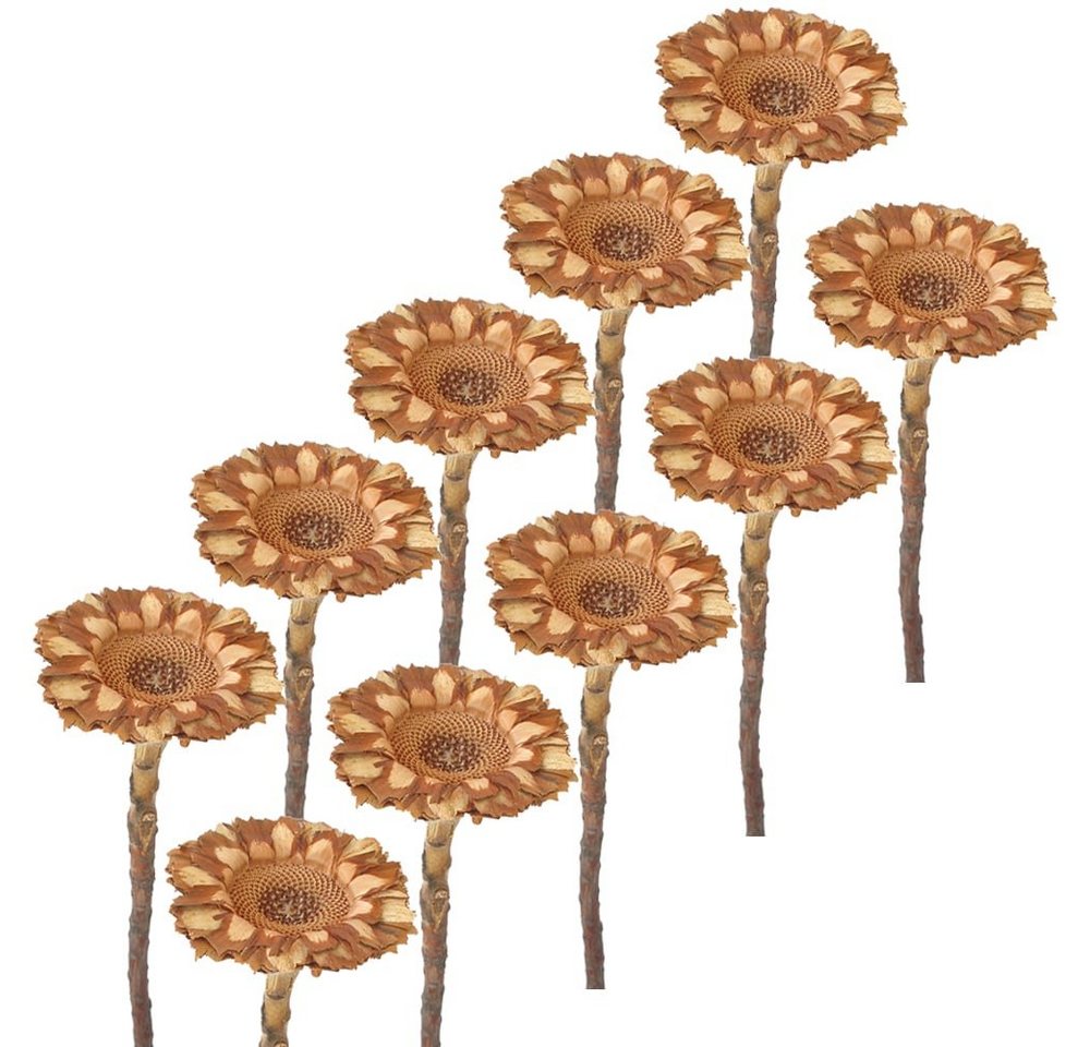 matches21 HOME & HOBBY Bilderrahmen Trockenblumen Protea 10er Set Strauß Herbstdeko natur 6,5 cm, (10 St)