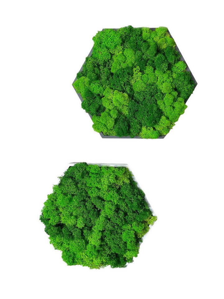 Gedankenwunder Manufaktur Bild mit Rahmen Islandmoos Farbkombi Moosbild Hexagon Rahmen Sechseck Rentiermoos Bild 5