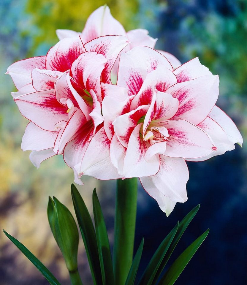 BALDUR Garten Zimmerpflanze Gefüllte Amaryllis 'Elvas®', 1 St., Ritterstern, mehrjährig, weiß-pink, großblütig, pflegeleicht