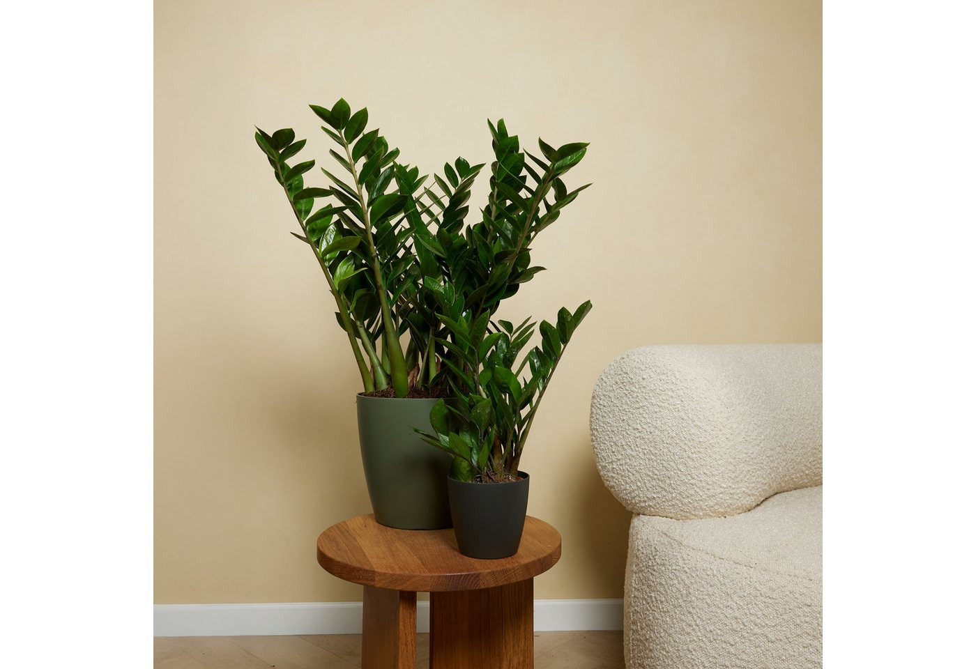 Bloomique Zimmerpflanze Bloomique - 2er Set - Zamioculcas Zamiifolia - Glücksfeder - Zimmerpfl, 2 St.