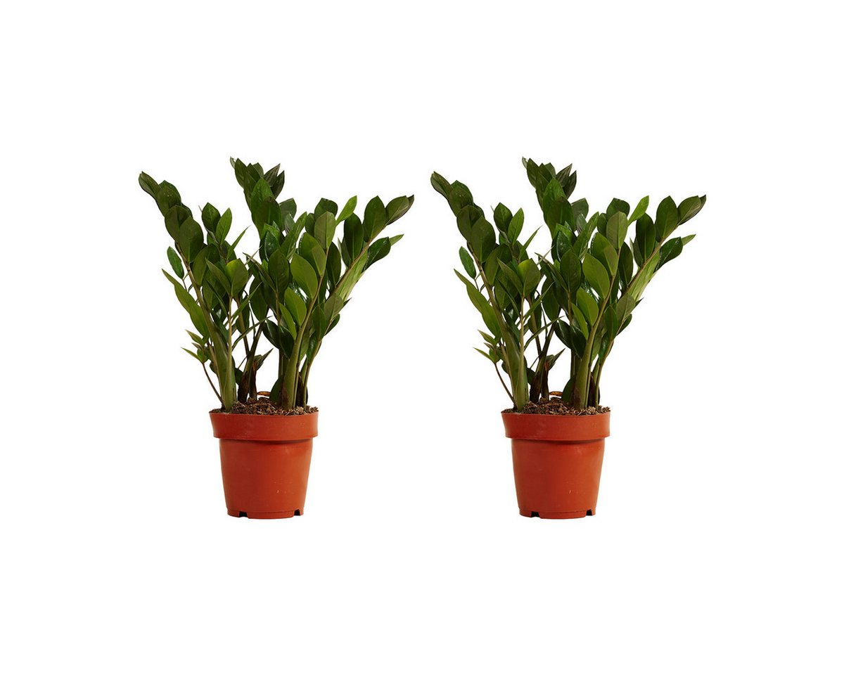 Bloomique Zimmerpflanze Bloomique - 2er Set - Zamioculcas Zamiifolia - Glücksfeder - Zimmerpfl, 2 St. Bild 2