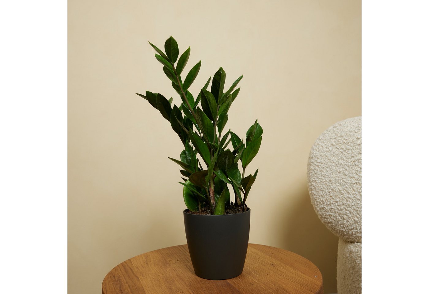 Bloomique Zimmerpflanze Bloomique - 2er Set - Zamioculcas Zamiifolia - Glücksfeder - Zimmerpfl, 2 St. Bild 3