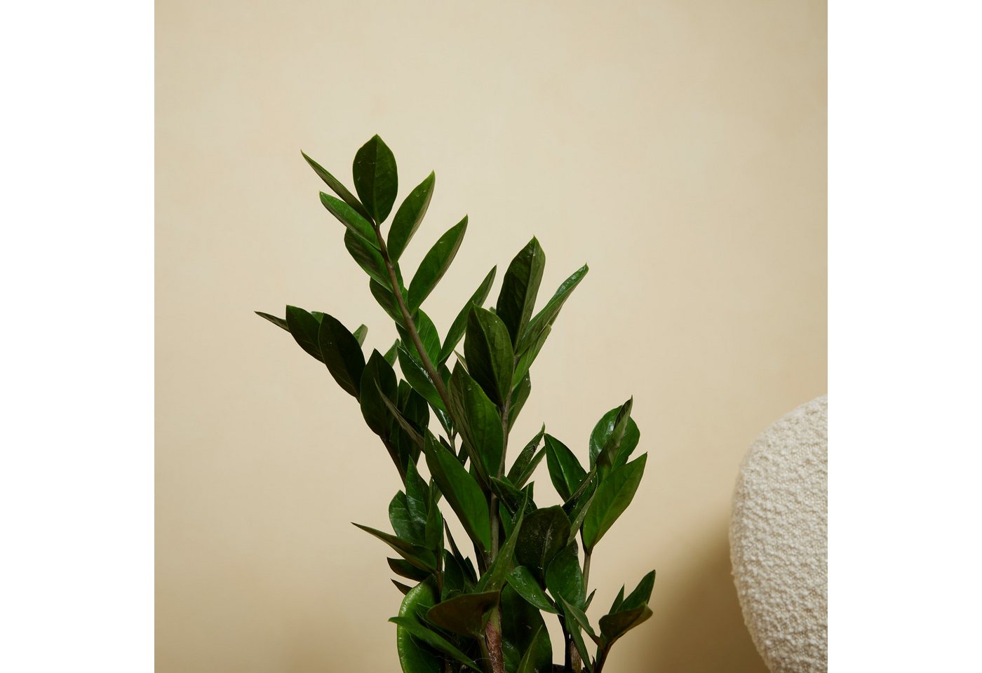 Bloomique Zimmerpflanze Bloomique - 2er Set - Zamioculcas Zamiifolia - Glücksfeder - Zimmerpfl, 2 St. Bild 5