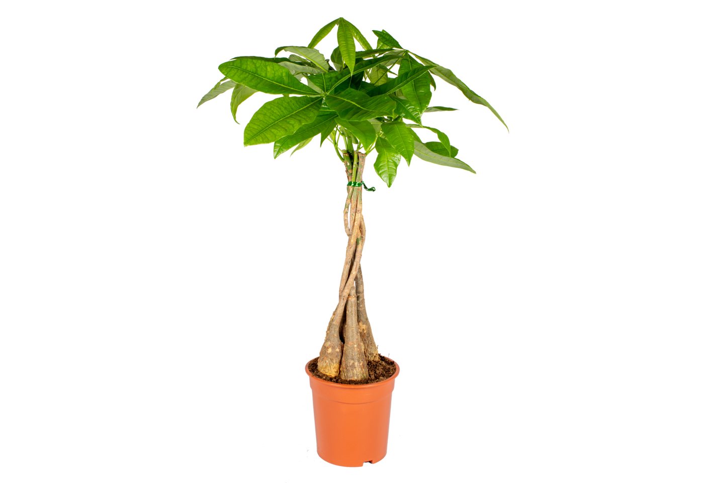 Bloomique Zimmerpflanze Pachira Aquatica, Glückskastanie, Zimmerpflanze, 50-60 cm, Topf 17 cm, 1 St.