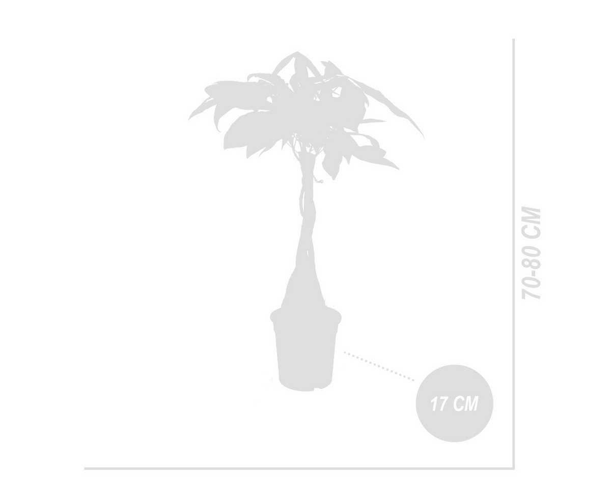 Bloomique Zimmerpflanze Pachira Aquatica, Glückskastanie, Zimmerpflanze, 50-60 cm, Topf 17 cm, 1 St. Bild 5