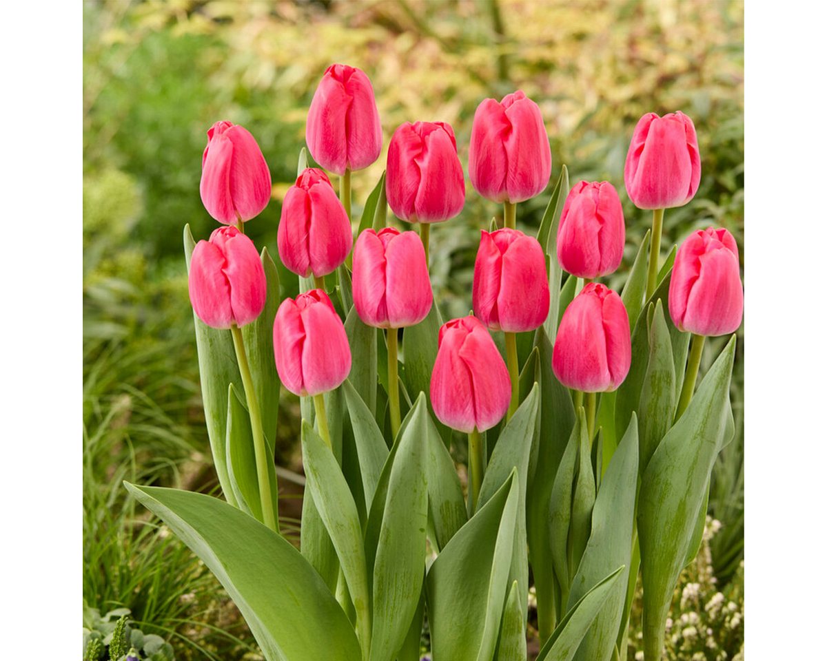 Bloomique Blumenzwiebeln Bloomique - Mischung aus 20 - Tulipa - Tulpenzwiebeln - Rosa - Blumenz, (20-St) Bild 3