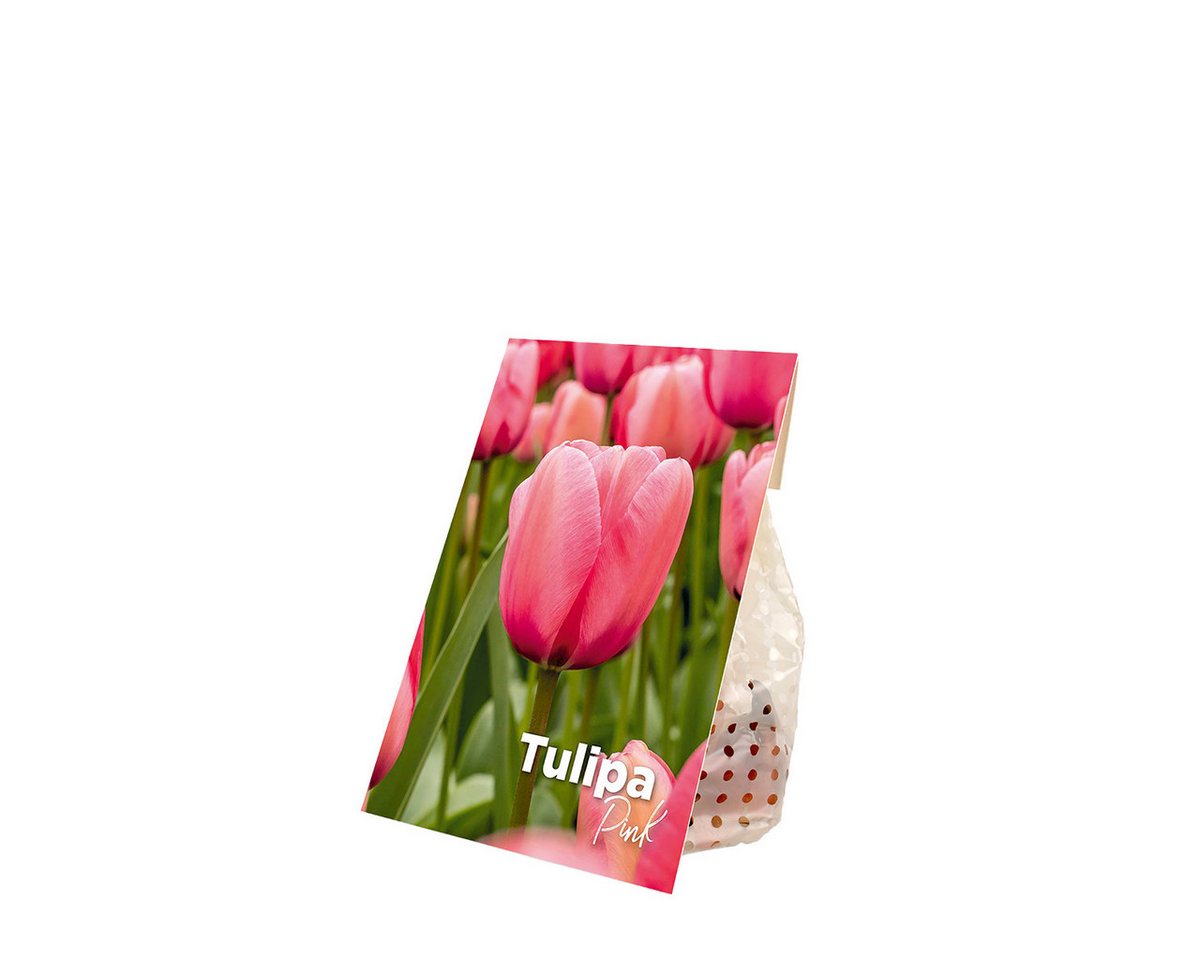 Bloomique Blumenzwiebeln Bloomique - Mischung aus 20 - Tulipa - Tulpenzwiebeln - Rosa - Blumenz, (20-St) Bild 4