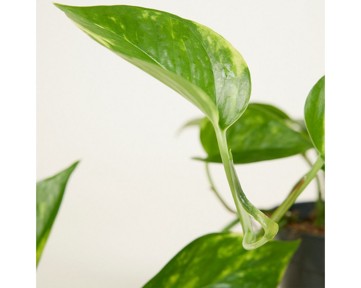 Bloomique Zimmerpflanze Scindapsus Aureum - Efeutute - Hängepflanze - Zimmerpflanzen - Kletter, 1 St.