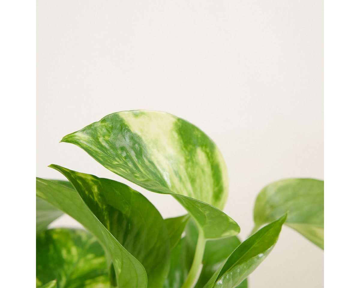 Bloomique Zimmerpflanze Scindapsus Aureum - Efeutute - Hängepflanze - Zimmerpflanzen - Kletter, 1 St. Bild 3