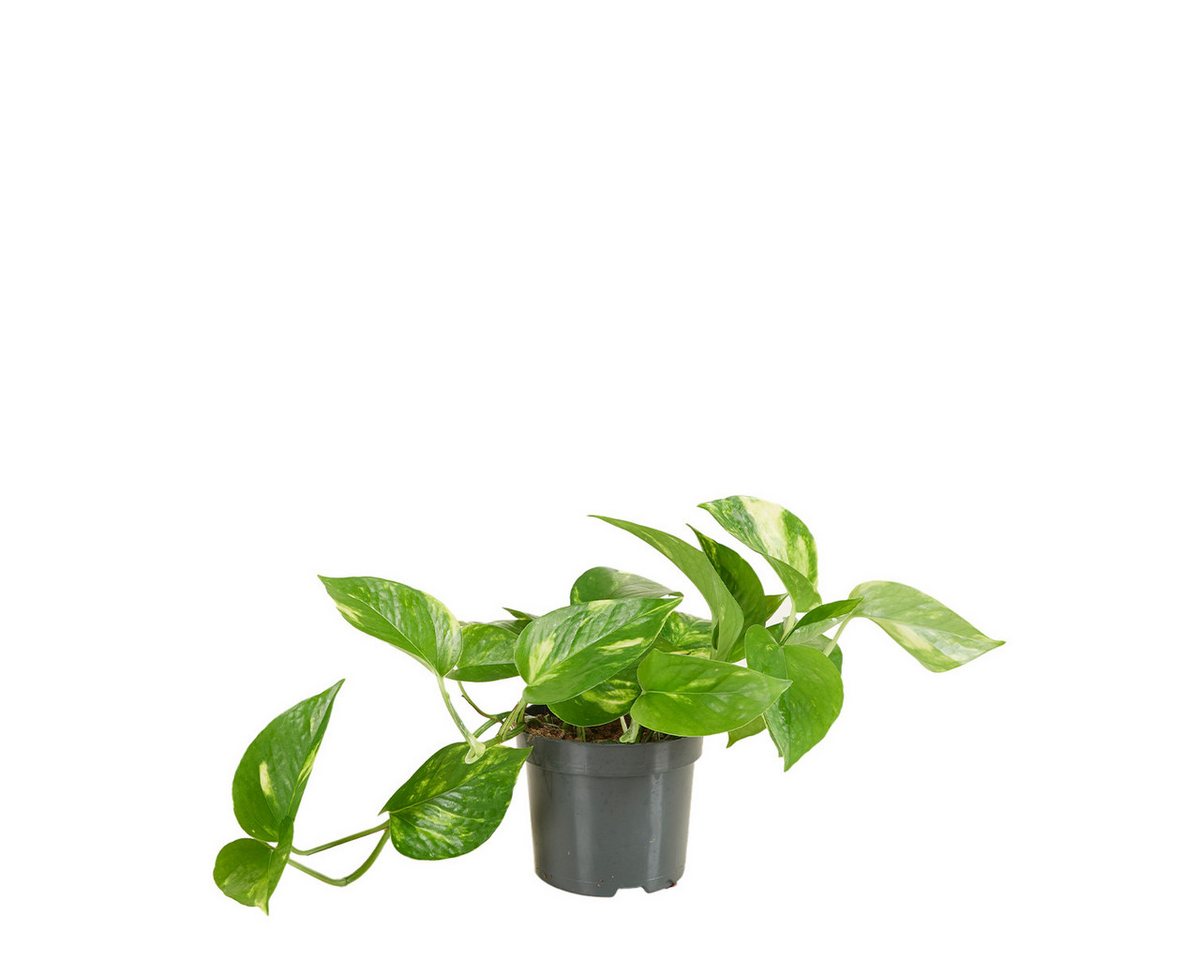 Bloomique Zimmerpflanze Scindapsus Aureum - Efeutute - Hängepflanze - Zimmerpflanzen - Kletter, 1 St. Bild 5