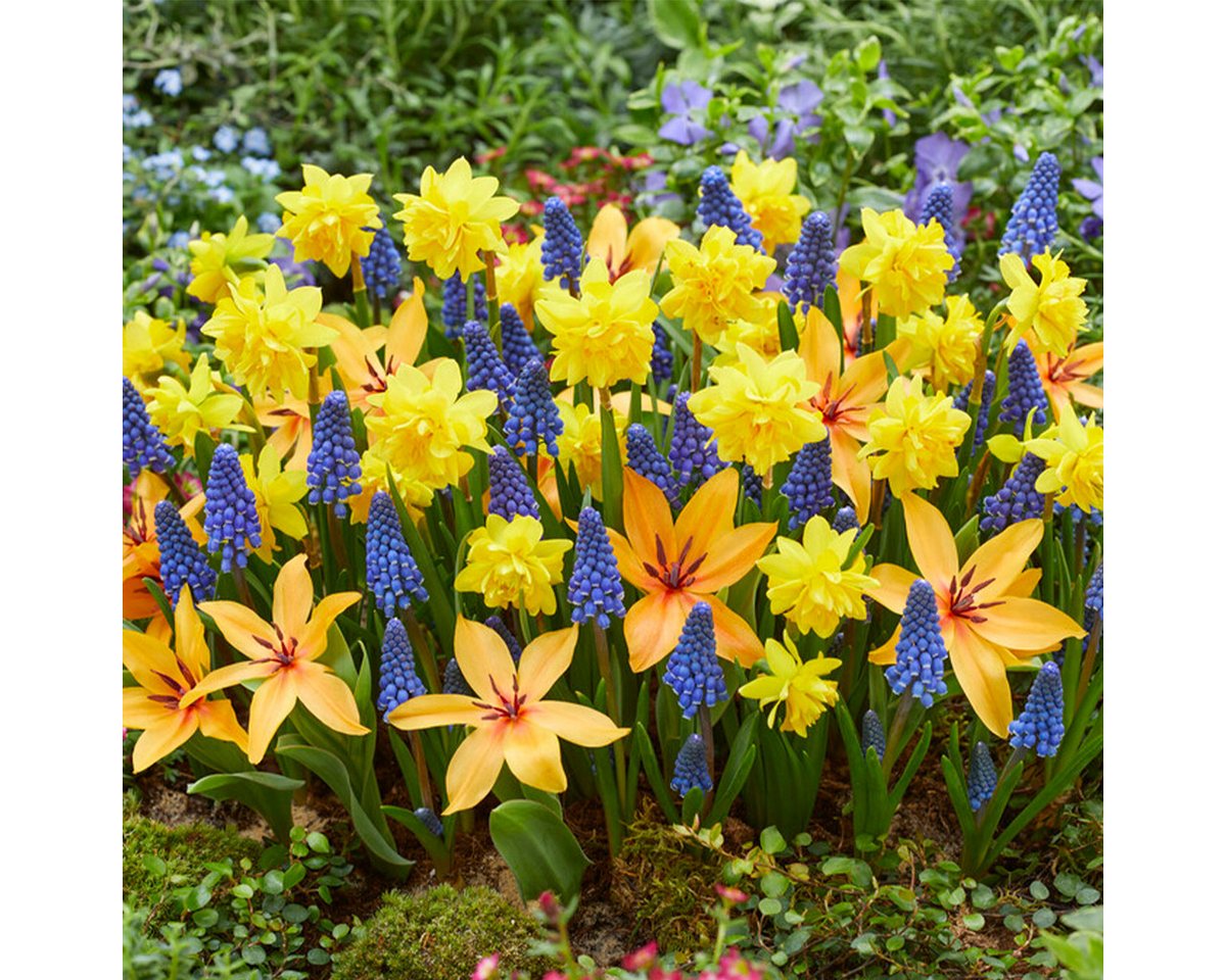 Bloomique Blumenzwiebeln Mischung aus 50 - Wildblumen-Mischung - Mischung aus 4 Arten - Blumenz, (50-St) Bild 2