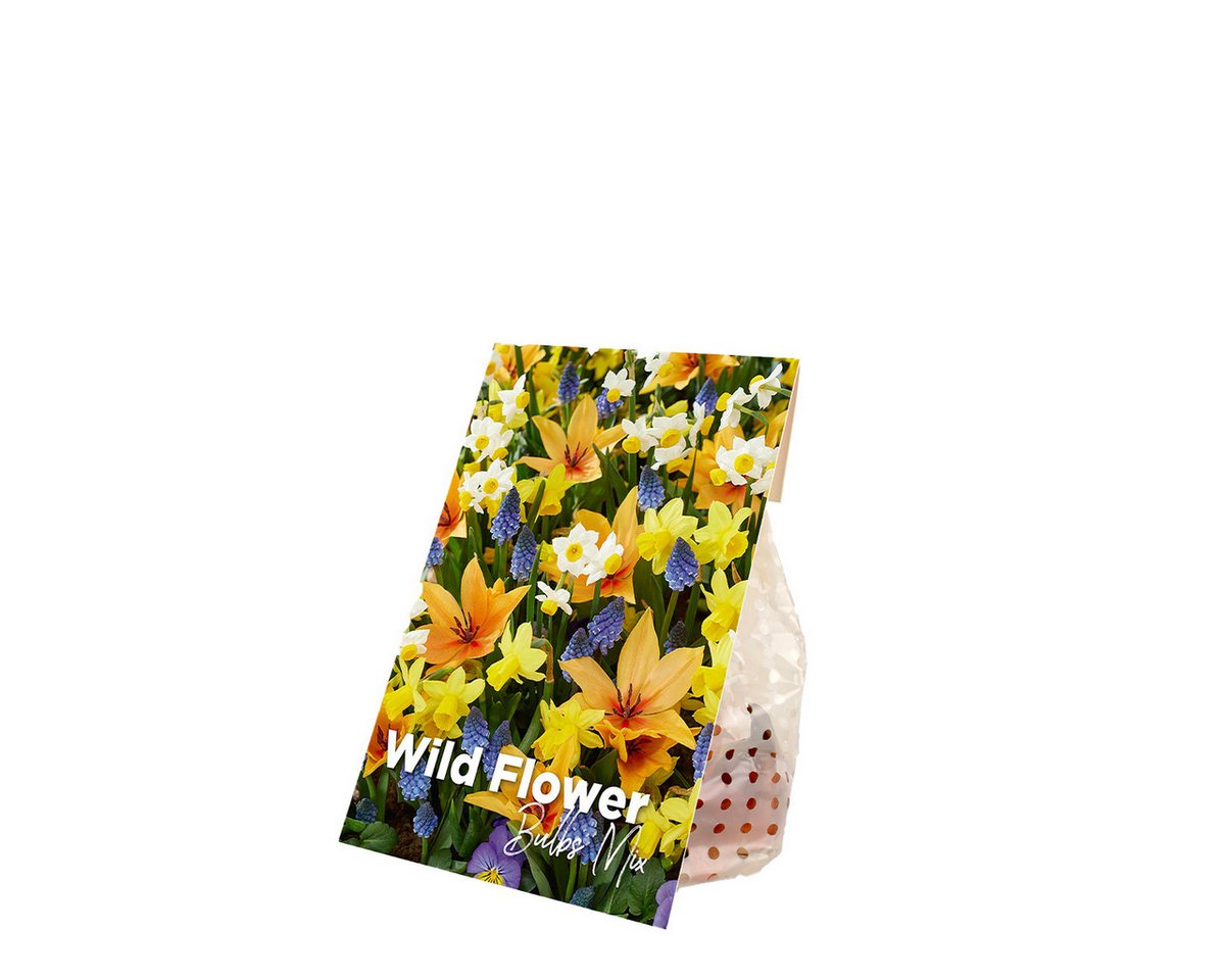 Bloomique Blumenzwiebeln Mischung aus 50 - Wildblumen-Mischung - Mischung aus 4 Arten - Blumenz, (50-St) Bild 4