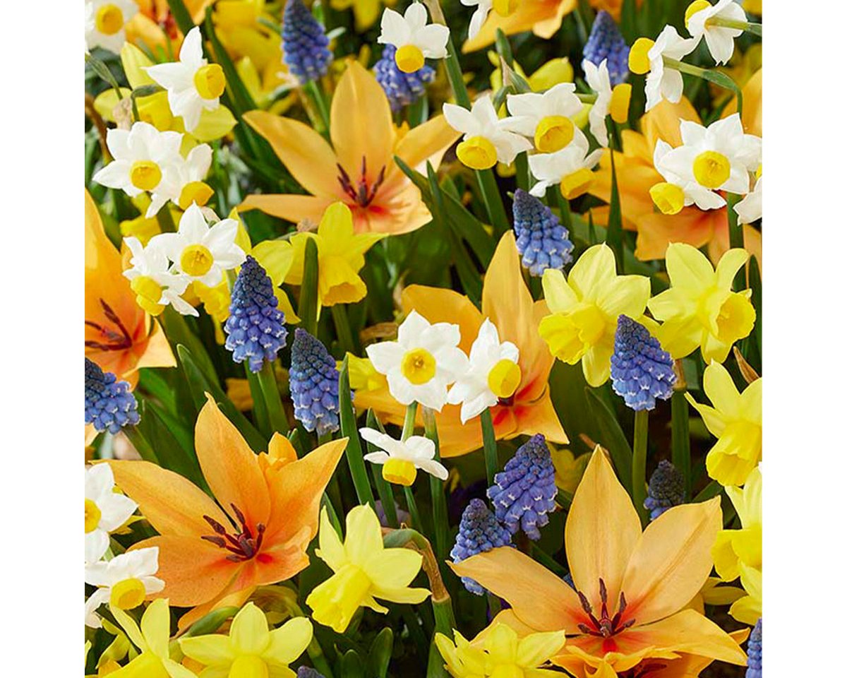 Bloomique Blumenzwiebeln Mischung aus 50 - Wildblumen-Mischung - Mischung aus 4 Arten - Blumenz, (50-St) Bild 5