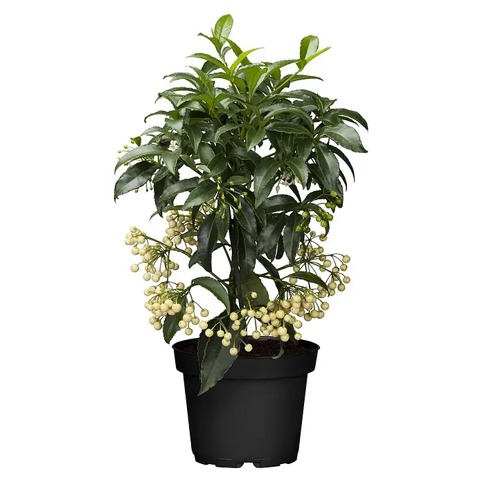 Piardino Korallenstrauch mit weißen Beeren (Ardisia crenata, Topfgröße: 14 cm)