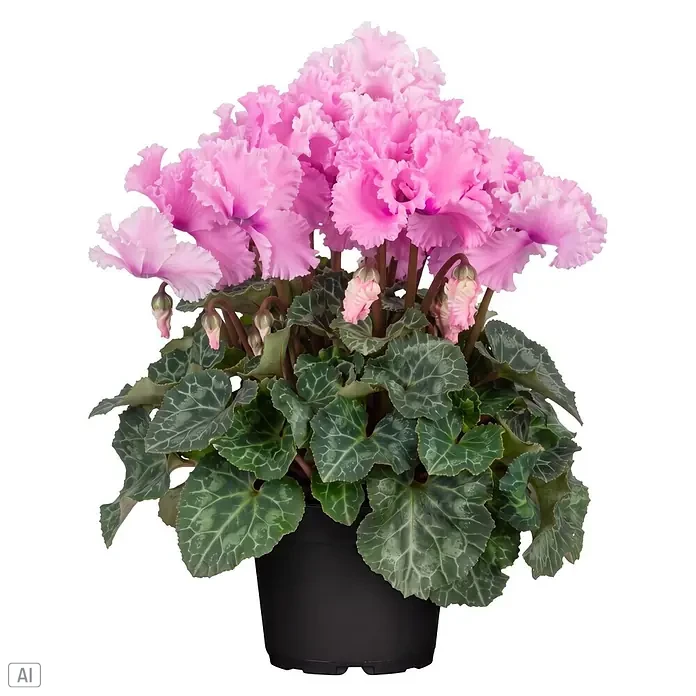 Piardino Zimmer-Alpenveilchen (Cyclamen persicum 'Curly', Topfgröße: 13 cm, Rosa)