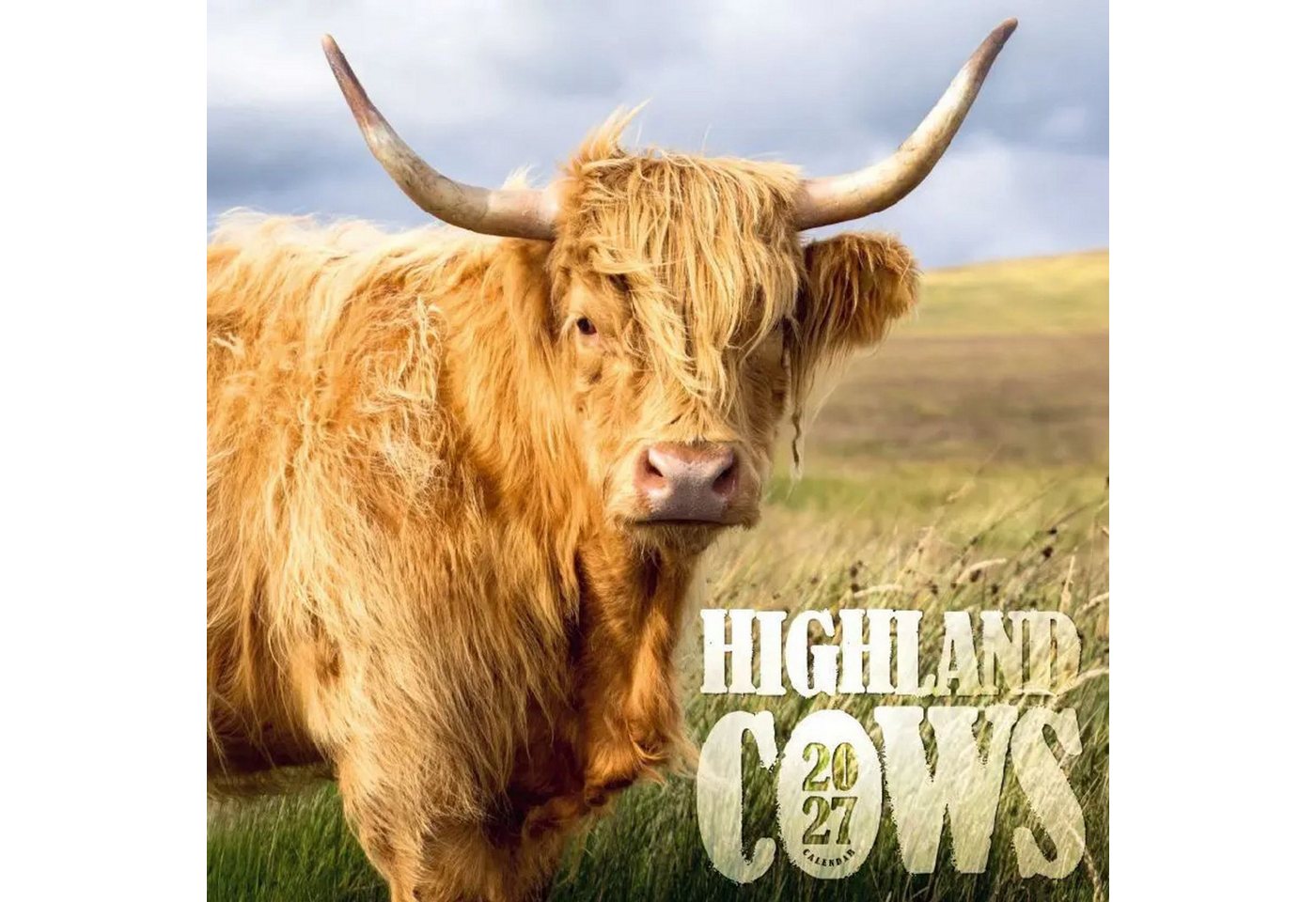 Wandkalender Highland Cows Kalender 2027 - Schottische Hochlandrinder Bild 2