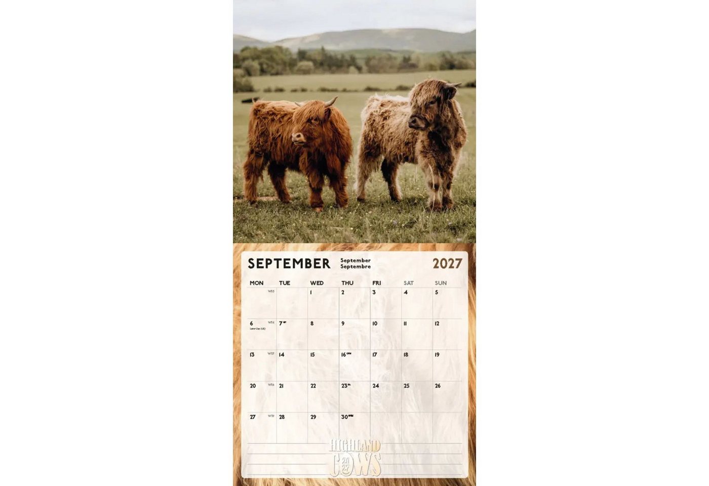Wandkalender Highland Cows Kalender 2027 - Schottische Hochlandrinder Bild 4