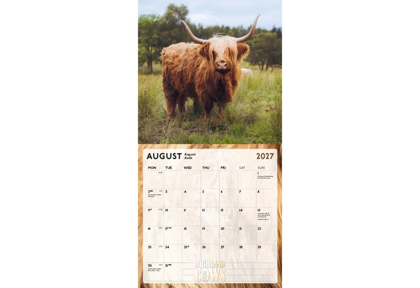 Wandkalender Highland Cows Kalender 2027 - Schottische Hochlandrinder Bild 5