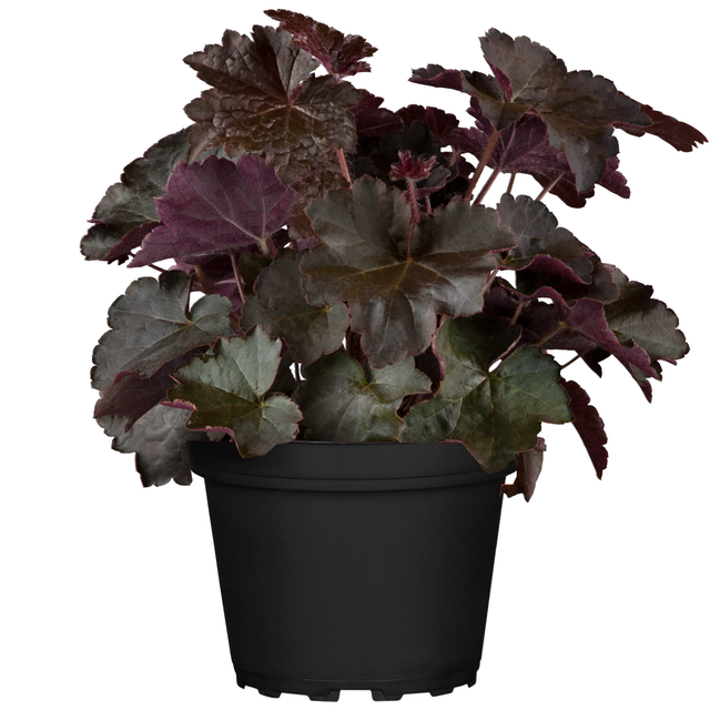 Purpurglöckchen violett 12 cm Topf, 2er-Set