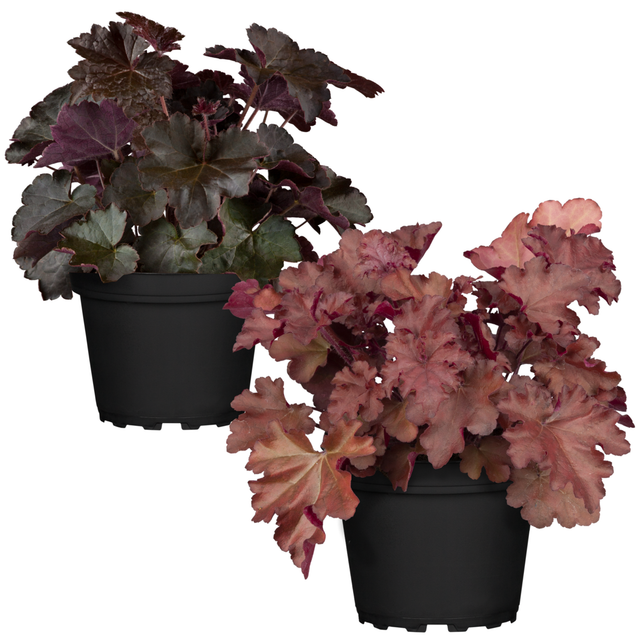 Purpurglöckchen Rottöne sortiert 12 cm Topf, 2er-Set