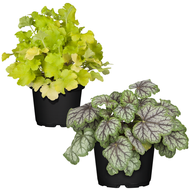 Purpurglöckchen Grüntöne sortiert 12 cm Topf, 2er-Set