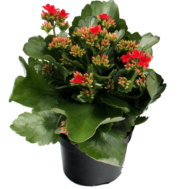 toom Kalanchoe rot 10,5 cm Topf, einfach blühend
