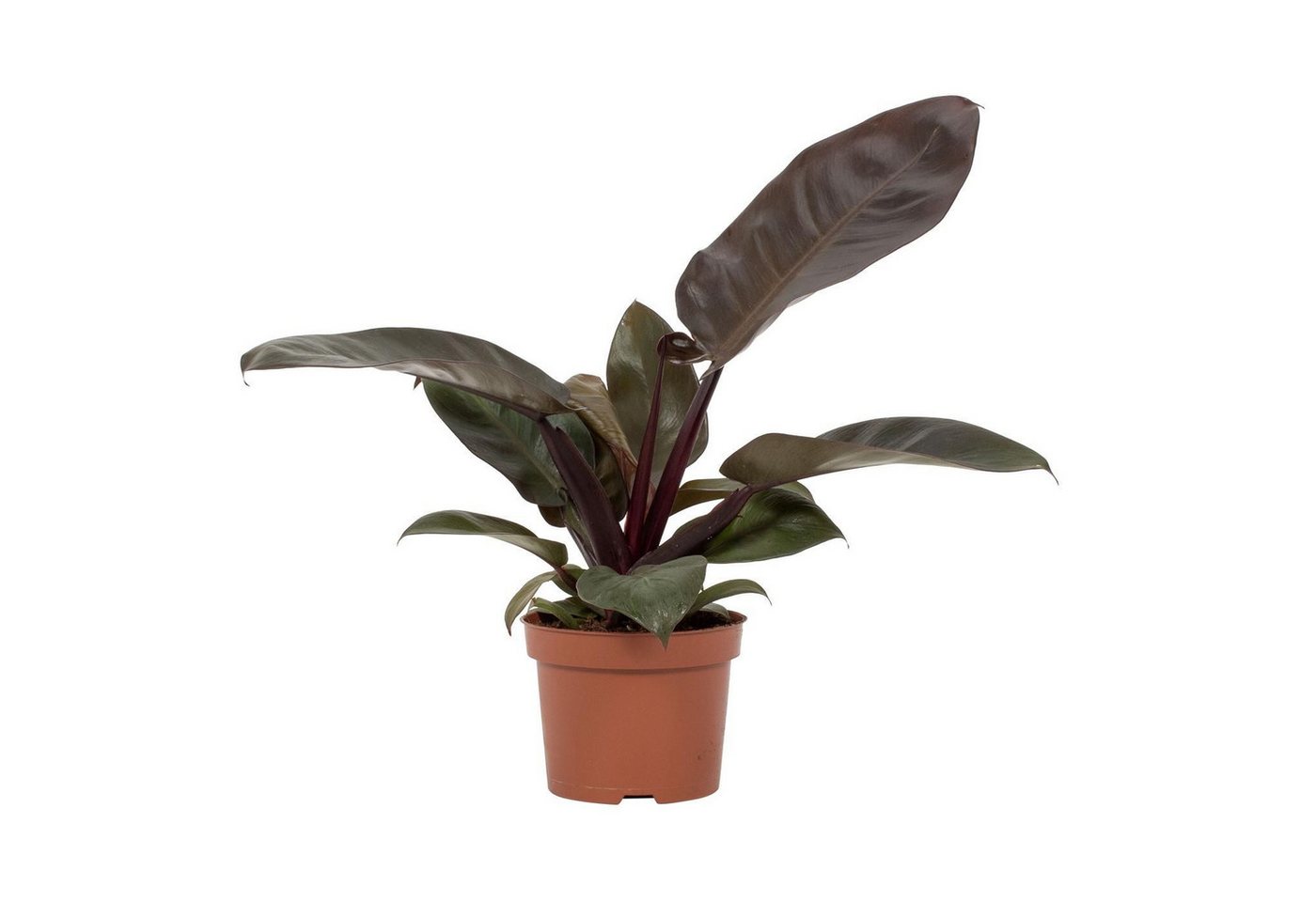 meinvipshop Zimmerpflanze Philodendron Black Cardinal 30cm Zimmerpflanze