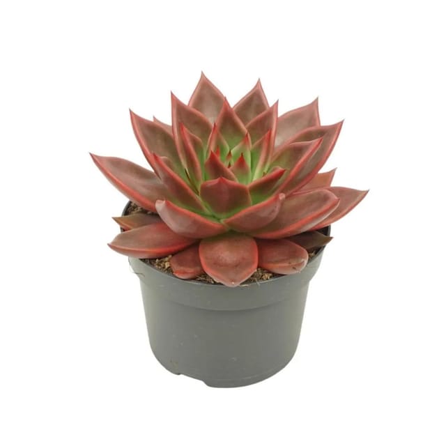 Exotenherz Rotes Rosetten Dickblatt Echeveria Agavoides Antaris Pflegeleichte Sukkulente 12cm Topf